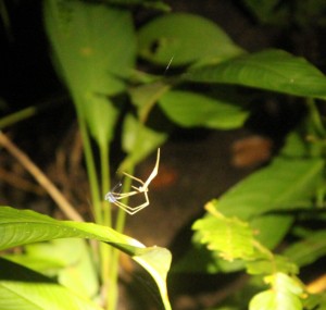 net casting spider
